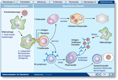 Immunabwehr :: Basisversion :: Module