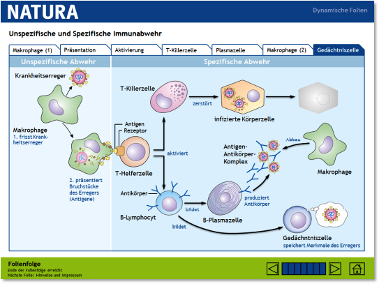 010_natura_immunantwort_basisversion.ppt