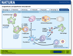 010_natura_immunantwort_basisversion.pdf