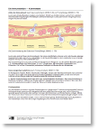 068463_immunreaktion_kommentar.pdf