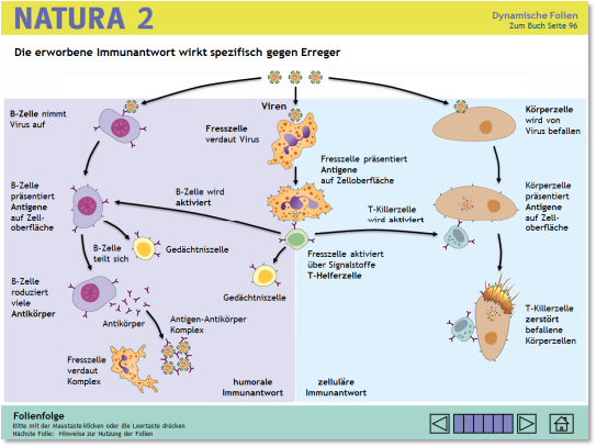 020_natura_immunantwort_plusversion.ppt