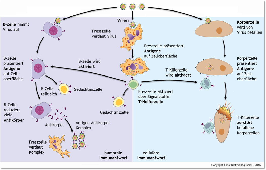 Immunabwehr :: Proversion :: Lehr-Lern-Umgebung :: Sichern