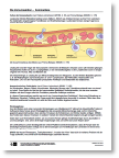 immunreaktion_proversion_kommentar.doc