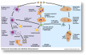 010_Immunantwort_Plusversion.png