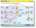 015_natura_immunantwort.ppt