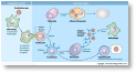 010_Immunantwort_Basisversion.jpg