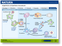 010_natura_immunantwort_basisversion.ppt