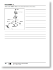 010_068463_ab_immunreaktion_ablauf_diff_1.pdf