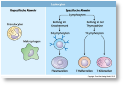 005_Immunzellen_Basisversion.jpg